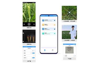 池州市小麦亩穗数分析仪IN-XM02